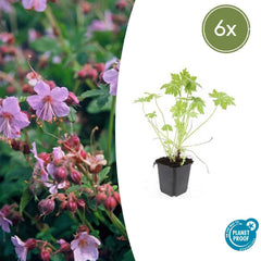 Collection image for: Pelargonia (żurawia)