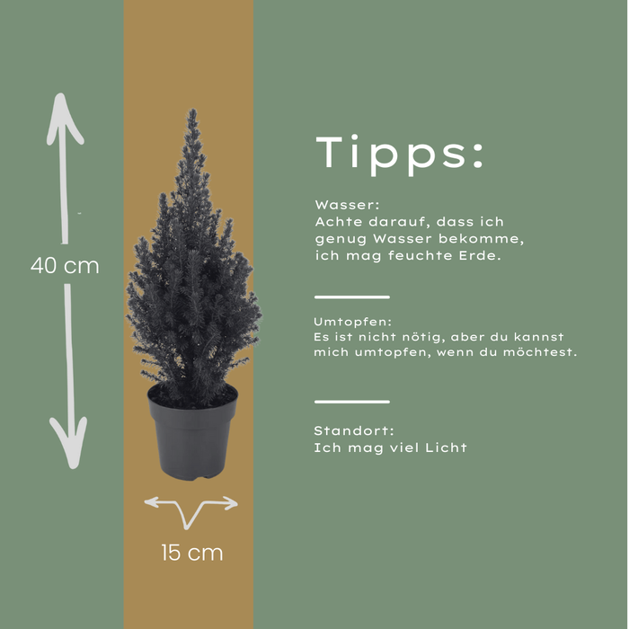 Kerstboompje - Picea glauca Perfecta - Witte Spar - ↕40cm - Ø15cm