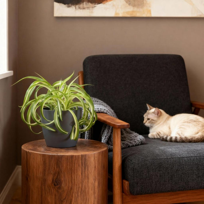 Chlorophytum comosum Bonnie - Krullende Graslelie - met grijze plantenpotten - ↕20cm - Ø12cm - 2x