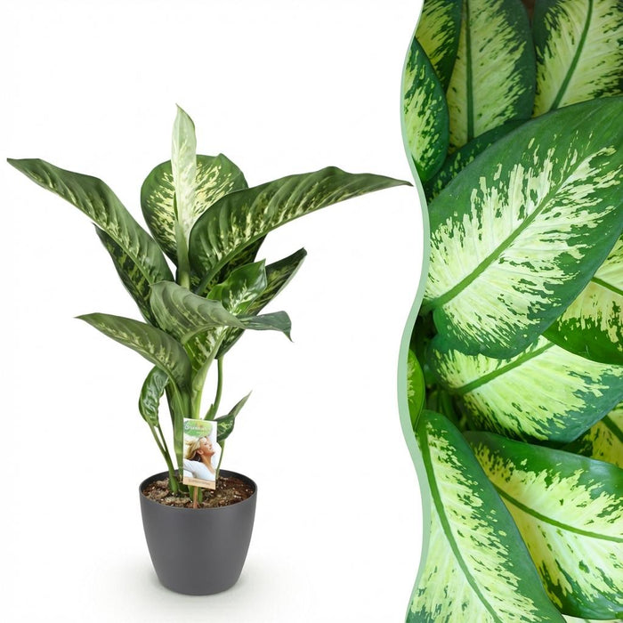 Dieffenbachia Tropic Snow - met grijze plantenpot - ↕90-100cm - Ø21cm