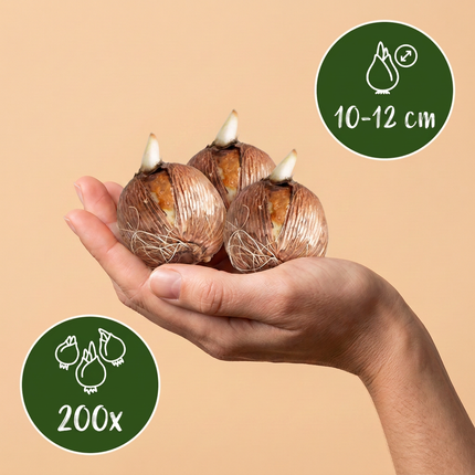 200x Bollenschadutuin - Bloembollen - Diversen - Zomerbloeier - Bolmaat 10/12