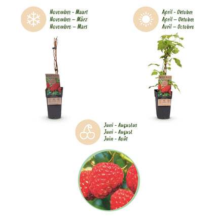 Rubus idaeus Malling Promise - Raspberry plant - Hardy - Red raspberry - 2 plants - 15cm pot - Height 50cm