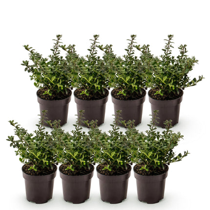 Ilex crenata Stokes - Japanse Hulst - 8x Haagplanten - Groenblijvend - Groen - Pot 9cm - Hoogte 20-30cm