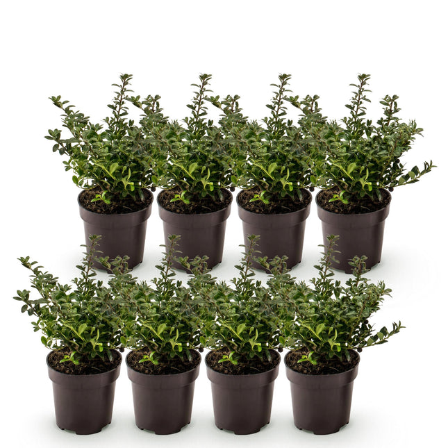 Ilex crenata Stokes - Japanse Hulst - 8x Haagplanten - Groenblijvend - Groen - Pot 9cm - Hoogte 20-30cm