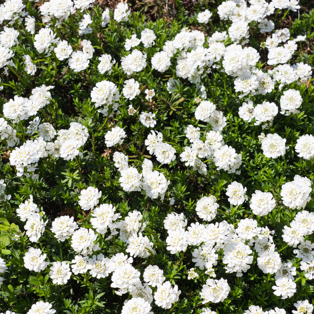 Krom blomst - Iberis sempervirens 'Schneeflocke' - ↕10-25cm - Ø9cm - 60x