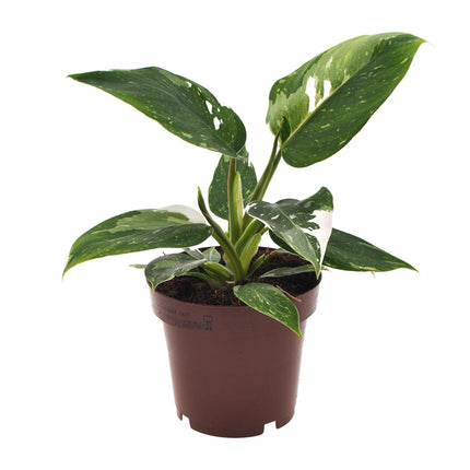 Philodendron White Princess - ↕25cm - Ø12cm