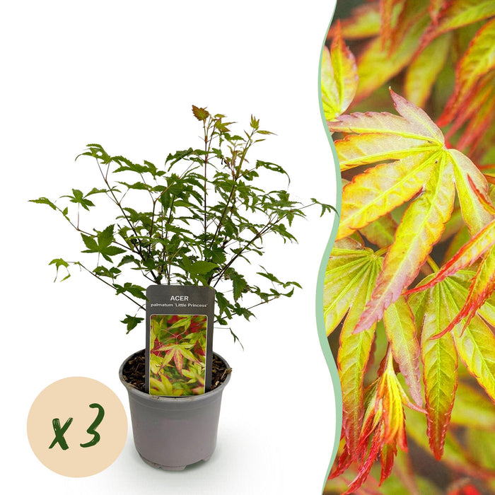 Japanse Esdoorn - Acer Palmatum Little Princess - Groen - ↕35cm - Ø12cm - 3x