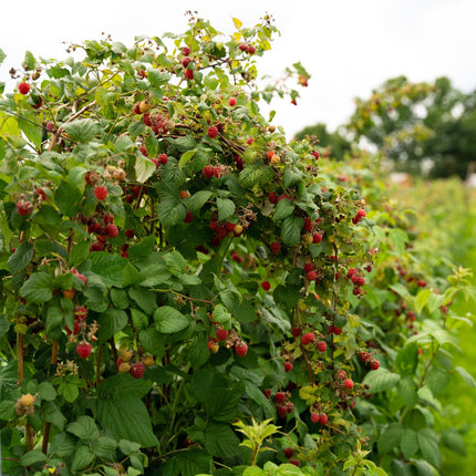 Framboos - Rubus idaeus Autumn Bliss  - Rode Framboos - ↕40cm - Ø11cm - 2x