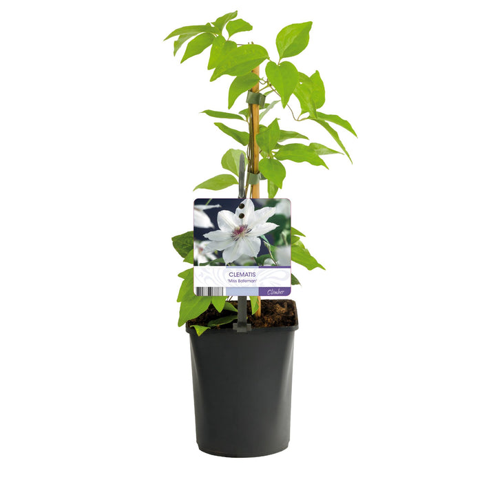 Clematis Miss bateman - Bosrank - Bloem Roze - ↕40cm - Ø11cm - 2x