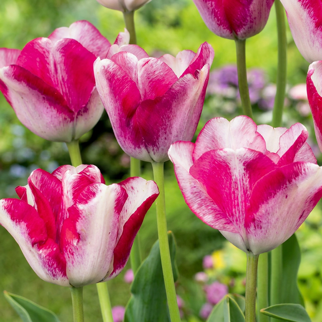 96x Tulipa Mata Hari - Bloembollen - Mata Hari tulp - Roze en Wit - Voorjaarsbloeier - Bolmaat 11/12
