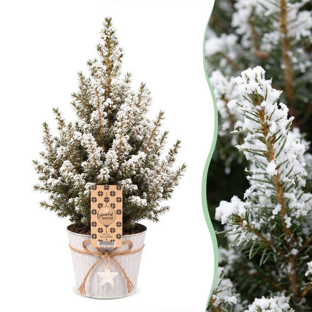 4x Picea glauca Conica - Kegelspar - Groen - Wit - Kerstboom - incl. zinken pot - Ø17cm - ↕65cm