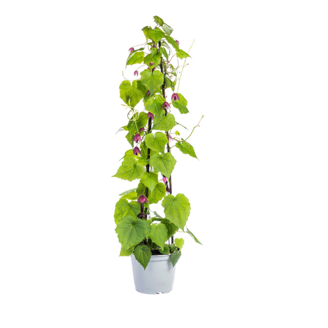 Kletterpflanzenmischung – Rhodochiton, Cobea, Lathyrus &amp; Ipomoea – ↕60 cm – Ø13 cm – 4x