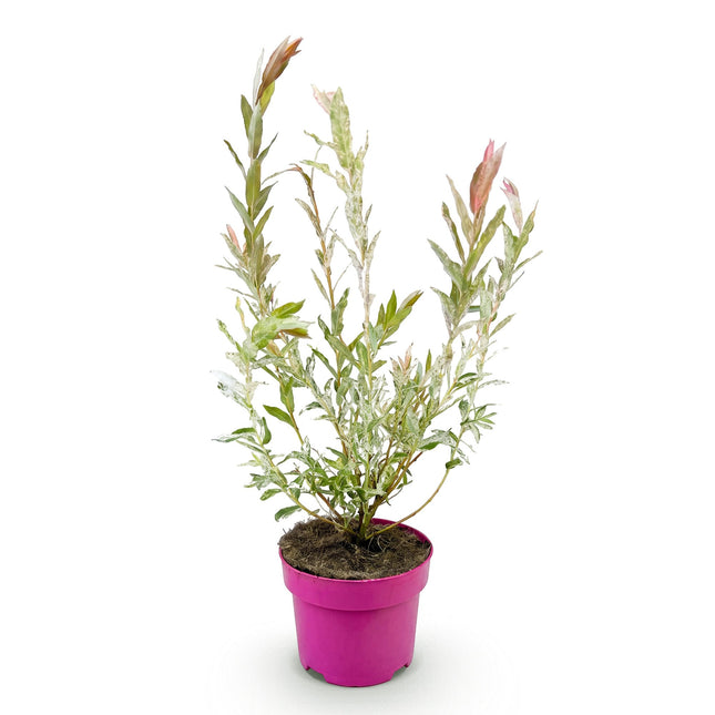 Salix Flamingo - Flamingo Wilg struik - Ø17cm - ↕40-50cm