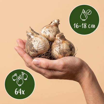 64x Allium Gladiator - Bloembollen - Sierui - Paars - Zomerbloeier - Bolmaat 16/18