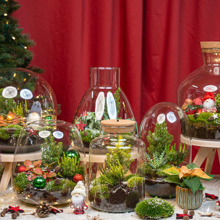 Frosty Christmas Terrarium - Plant Terrarium DIY Kit Christmas - Ø17cm - ↕25cm
