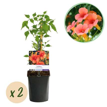 Flor de trompeta - Campsis Radicans Madame Galen - Flor naranja - ↕40cm - Ø11cm - 2x