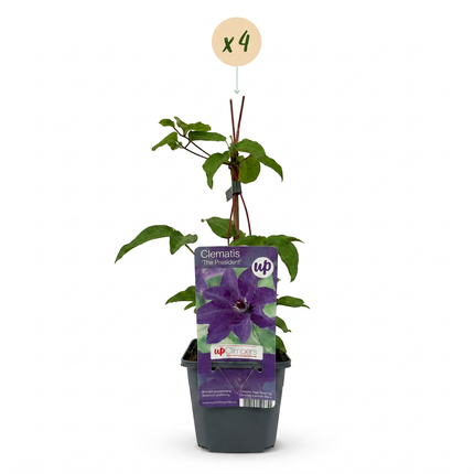 Clematis The President - Bosrank 4x - Paars - Klimplant - Ø9cm - ↕35cm