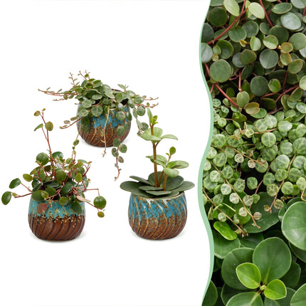 Baby Peperomia Mix 3x - Groen - Rood - Tropisch - incl. Copper Reef - Ø6cm - ↕5-15cm