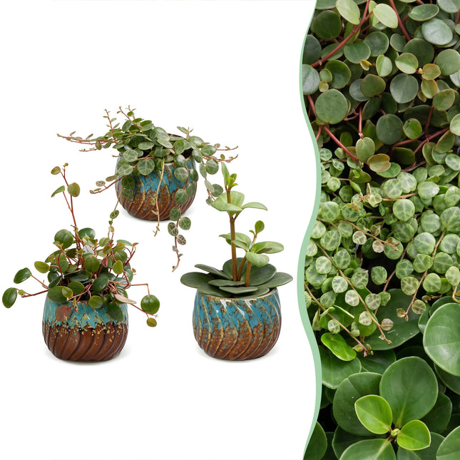 Baby Peperomia Mix 3x - Groen - Rood - Tropisch - incl. Copper Reef - Ø6cm - ↕5-15cm