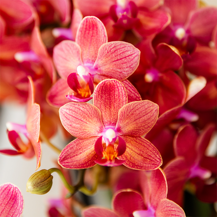 Surprise box mix - single-colour plants value box - surprise box with 2 Pink orchids Ø9cm