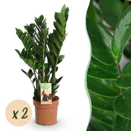 Zamioculcas - ZZ plant - ↕65-75cm - Ø17cm - 2x