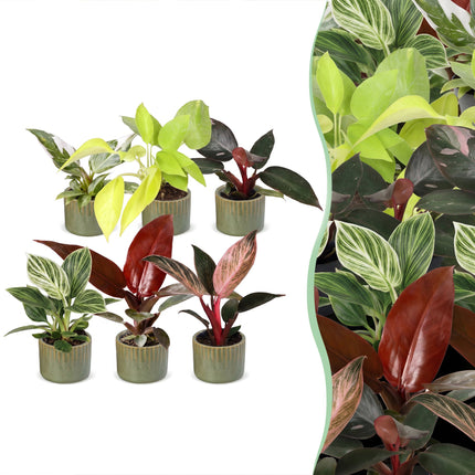 Baby Philodendron Family 6x - Wit - Roze - Geel - Groen - Rood - Tropisch - incl. Linnea Olive - Ø6cm - ↕10-15cm