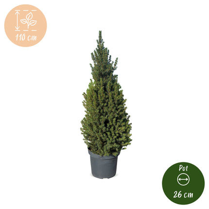 2x Picea glauca Conica - Kegelspar - Groen - Kerstboom - Ø26cm - ↕110cm