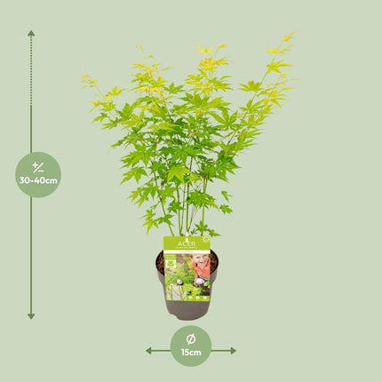 Acer Palmatum Going Green - Japanse Esdoorn - ↕30cm - Ø15cm