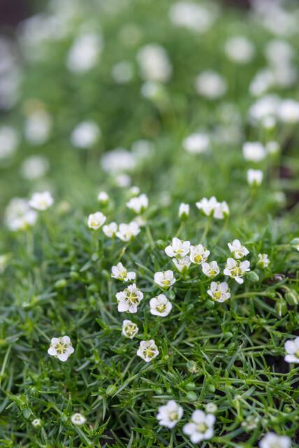 Sagina subulata - ↕10-25cm - Ø9cm - 24x