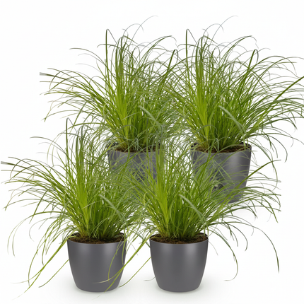 Cyperus alternifolius Zumula - Kattegræs - med grå urtepotter - ↕20cm - Ø12cm - 4x