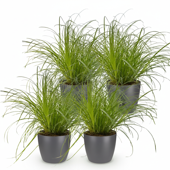 Cyperus alternifolius Zumula - Kattengras - met grijze plantenpotten - ↕20cm - Ø12cm - 4x