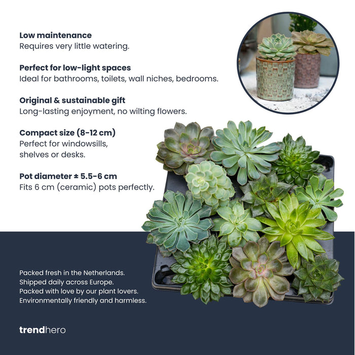 Vetplanten Mix Set - in 6 cm potjes ↕8–12 cm - 12x