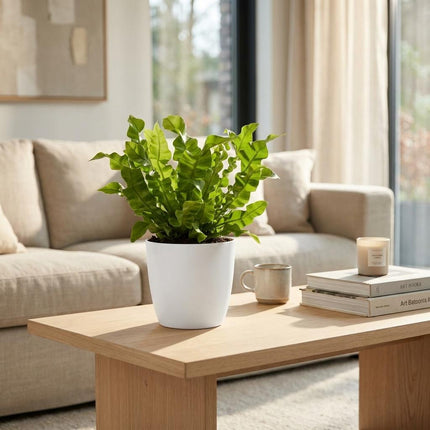 Asplenium Crispy Wave - met witte pot - ↕30cm - Ø12cm - 4x
