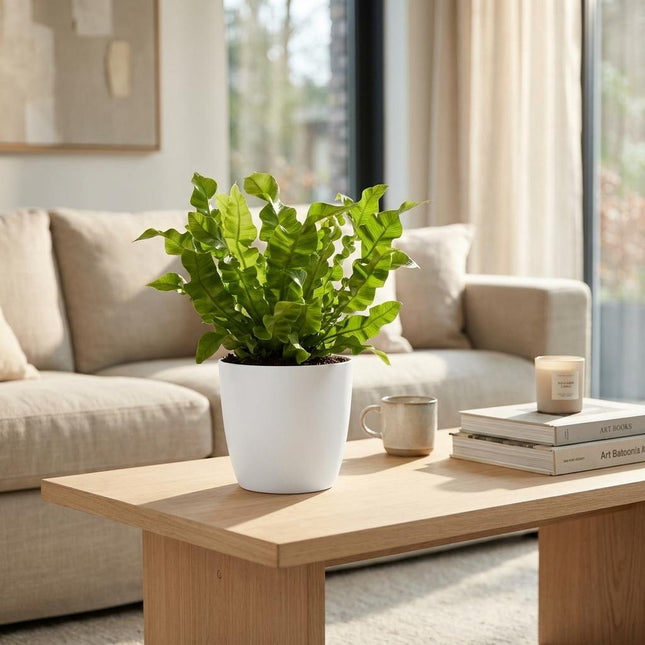 Asplenium Crispy Wave - med hvid potte - ↕30cm - Ø12cm - 4x