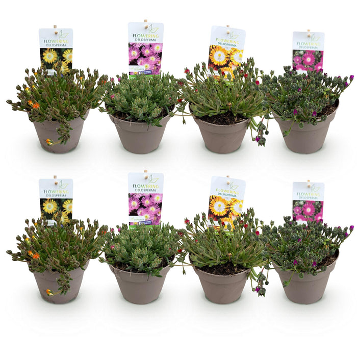 Bodembedekker - Winterhard - Delosperma Jewel of Dessert - 8 Planten - Kleuren Rood - Oranje - Paars - Roze - Weinig Onderhoud - Pot 14 Hoogte 17