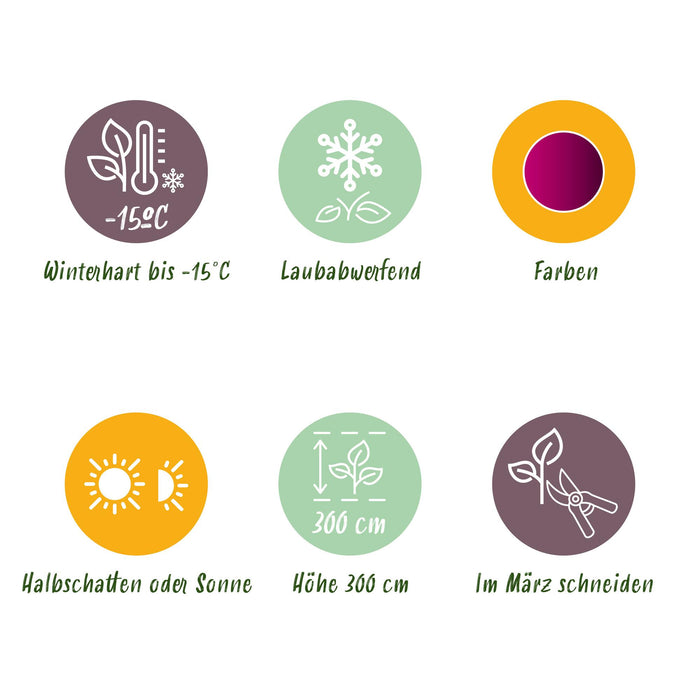 Japanse Esdoorn - Acer Palmatum Atropurpureum - Paars - ↕35cm - Ø12cm