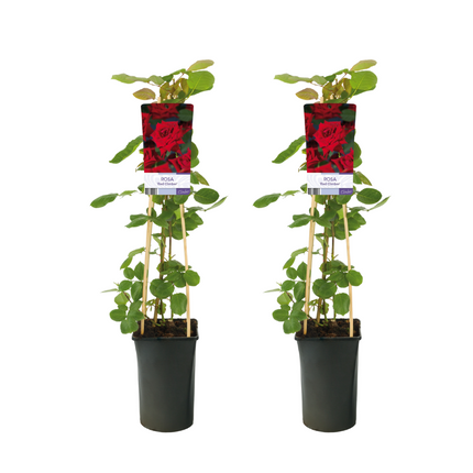 Rosa Rote Kletterpflanze - ↕75cm - Ø17cm - 2x