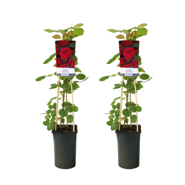 Rosa Red Climber - ↕75cm - Ø17cm - 2x