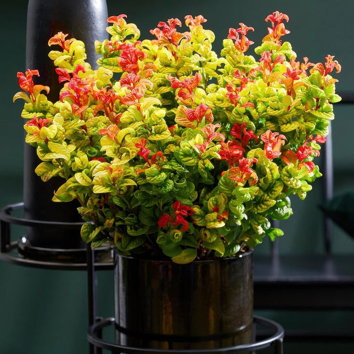 Leucothoe Curly Gold - Geel - 1 Plant - Groenblijvend - Weinig Onderhoud - Pot 17cm Hoogte 40cm