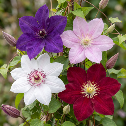 Clematis Rainbow - Bosrank 12x - Paars - Rood - Roze - Wit - Klimplant - Ø9cm - ↕35cm