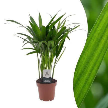 Areca Lutescens - Goudpalm - Pot 12cm - Hoogte - 45cm