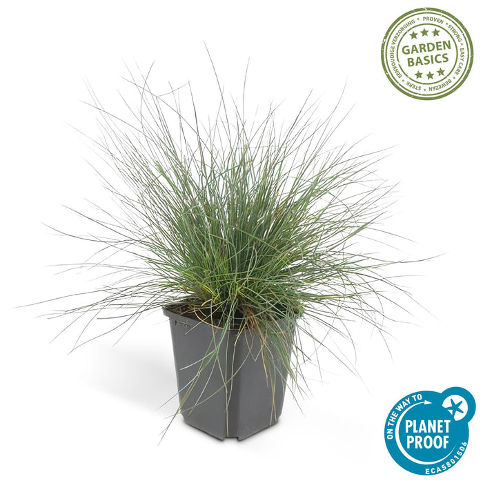Festuca glauca 'Elijah Bleu' - Blauw Schapengras - ↕10-25cm - Ø9cm - 6x