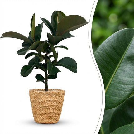 Ficus Elastica Cloe - Roślina kauczukowa - z koszykiem - ↕65cm - Ø19cm