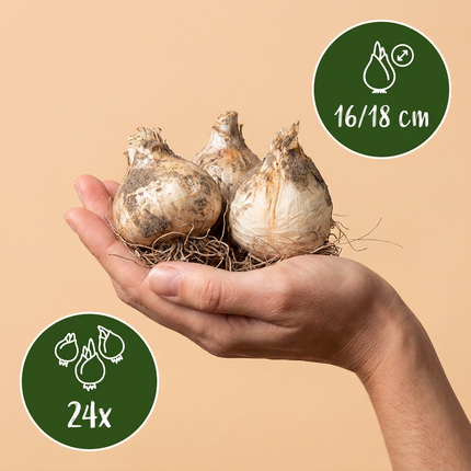 24x Allium Mount Everest - Bloembollen - Sierui - Wit - Zomerbloeier - Bolmaat 16/18