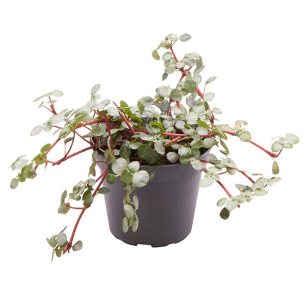 Pilea Glaucophylla Greyzy - Zilverblad Pilea - Grijs - Rood - Tropisch - Ø6cm - ↕10cm