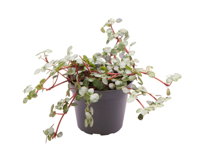 Pilea Glaucophylla Greyzy - Zilverblad Pilea - Grijs - Rood - Tropisch - Ø6cm - ↕10cm