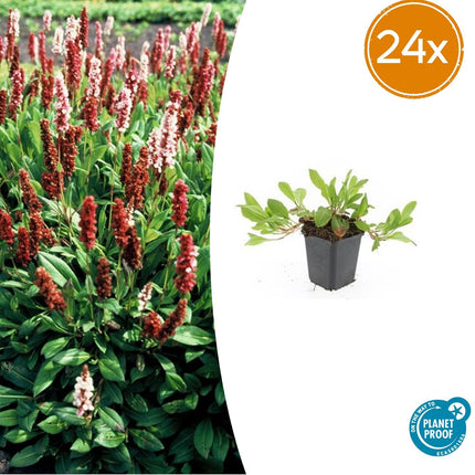 Persicaria affinis 'Darjeeling Red' - Duizendknoop - ↕10-25cm - Ø9cm - 24x