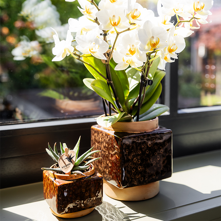 Kolibri Home | Elegancka doniczka dekoracyjna Cube - Ø6 cm