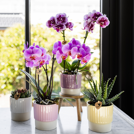 Purple-pink Phalaenopsis orchid pot size Ø9cm | Frederikstad | flowering houseplant