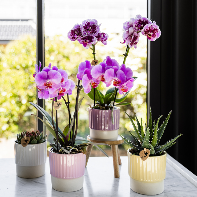 Phalaenopsis-Orchidee in Purpurrosa, Topfgröße Ø 9 cm | Frederikstad | blühende Zimmerpflanze
